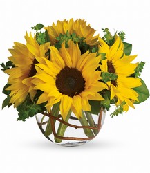 Sunny Sunflowers Cottage Florist Lakeland Fl 33813 Premium Flowers lakeland